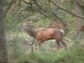 Fatal moment Red deer [Veluwe]
