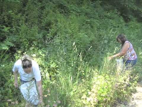 how to harvest geranium seeds