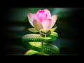 Inner Worlds, Outer Worlds - Part 3 - The Serpent and the Lotus Inner Worlds, Outer Worlds - Part 3 - The Serpent and the Lotus