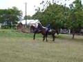 Jamaica Constabulary Force (JCF) Mounted Section