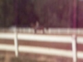 Barrel racing...Jean