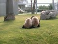 Twin Panda Wrestling ???????????