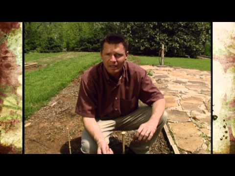 how to fertilize gladiolus