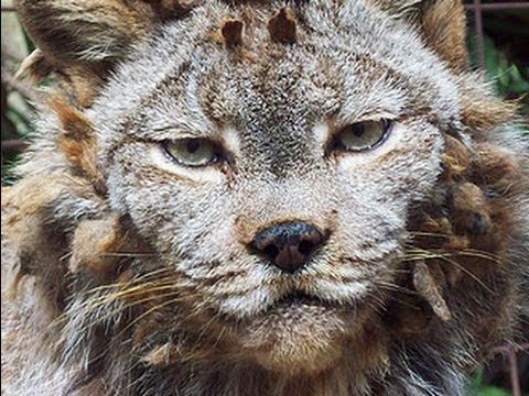 LYNX - Big Cat Rescue's resident Canadian Lynx gets rid of her bad hairdo! Watch our Canadian Lynx Species Spotlight here: http://www.youtube.com/watch?v=c4lO6cnkLt...