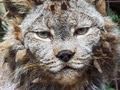 CANADIAN LYNX gets a haircut!