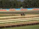 Belloto 3yo gelding