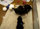 Kopperas Kove - Hazel's Airedale puppies