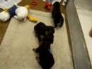 Kopperas Kove - Hazel's Airedale puppies