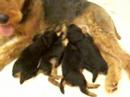 Kopperas Kove - Hazel's Airedale puppies