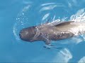 Short Finned Pilot Whales