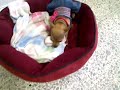 Click here to watch this video Minnie Jugando en Resortes Industriales V