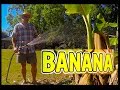 Water Requirement For Banana Plant Per Day