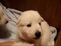White Shepherd Puppies! Playing in the whelping box.
