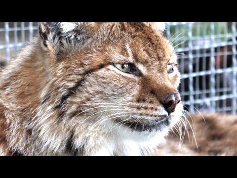 Tierschtzer kmpfen um die letzten Balkanluchse