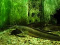 Aquário de São Paulo, que antes contava apenas com tanques de água doce, agora também contempla espécies que vivem nos mares. Depois de dois anos de existência, o maior oceanário da América Latina passou por uma reestruturação, inaugurada no último dia 4 de julho. O complexo é uma boa opção para os interessados em conhecer na prática a realidade de diversos ecossistemas aquáticos nacionais e mundiais. 