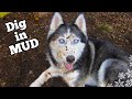 Bad Dog Dirty Digging Dogs Girls in the Mud