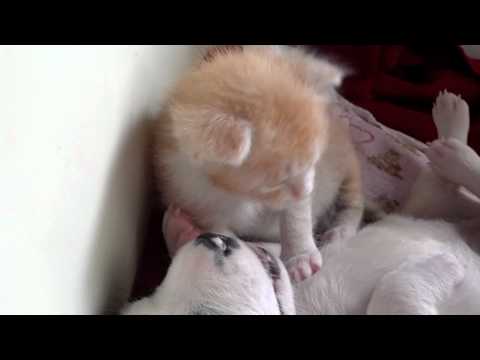 Kittensyoutube on Twitter Of An Abandoned Kitten And Puppy Snuggling Together At An