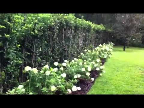 how to fertilize limelight hydrangea