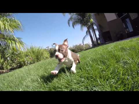 Fenway is our adorable AKC Red Boston Terrier Male Puppy For Sale