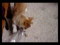 Corgi Zoe Herds for Pepsi