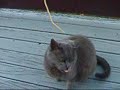 The Spaghetti Nibbler! The Spaghetti Nibbler!