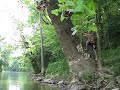 Rope Swing