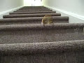 Slinky goes down the stairs