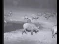 Buffels, Buffels, Buffels, Buffels 03 Buffels, Buffels, Buffels, Buffels 03