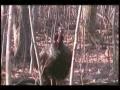 Turkey gobbles