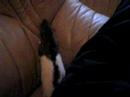 rat grooming