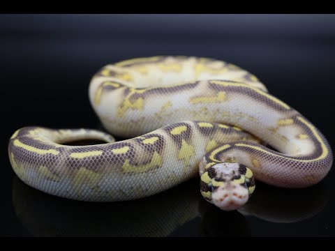 YouTube reptile video