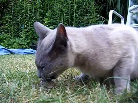 Timo eet muis