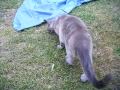 Timo eet muis 1 Timo eet muis 1