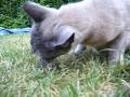 Timo eet muis 2 Timo eet muis 2