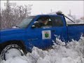 Animal rescue - polar bears - BBC wildlife