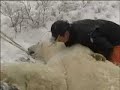 Great Ice Bear Event: Stuck in the Forest Great Ice Bear Event: Stuck in the Forest