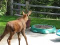 Twin baby moose in sprinkler