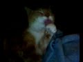 min katt foppa