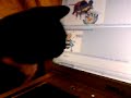 My cat loves b3ta