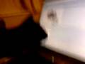 My cat loves b3ta