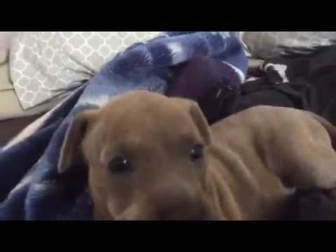 Play YouTube video