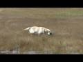 videos de Sprig with bird