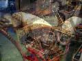 HANDMADE LEATHER WORK BY EUROPE,S FOREMOST ARTISAN!
