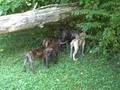 Boerboel-Pups-meet-D
