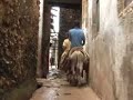 ¡PUNDA, PUNDA! Donkey danger in Lamu streets