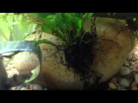 how to grow java fern