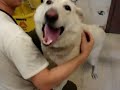 8-21-07 Urgent Owner Surrender White Shep/collie mix female 8-21-07 Urgent Owner Surrender White Shep/collie mix female