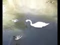 Swans don\