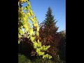 EARTH - AUTUMN.wmv