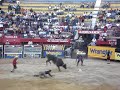 Cuernos chuecos en morelia